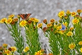 small tortoiseshell butterfly-3